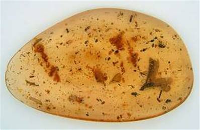 POLISHED COLUMBIAN COPAL SPECIMEN DISPLAYING INSECT INCLUSIONS.