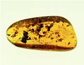 MADAGASCAN COPAL (YOUNG AMBER) SPECIMEN. SP5245POL