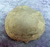 AMMONITE FOSSILS IN MATRIX SPECIMEN. SP7876SHLF