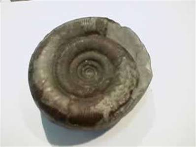DACTYLIOCERAS AMMONITE