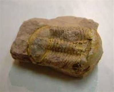 DUCTINA TRILOBITE*