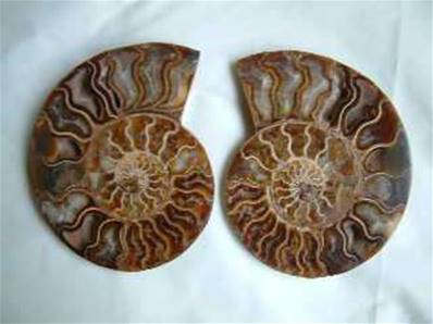 MADAGASCAN AMMONITE