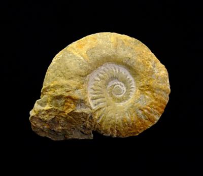 FOSSIL AMMONITE SPECIMEN.   SP12481