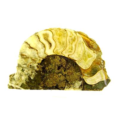 FOSSIL AMMONITE SECTION IN MATRIX SLICE  SPECIMEN.   SP13858POL