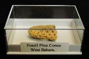 Fossil Pine Cone.   SP15824