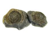 Dactylioceras Fossil Ammonites In Matrix Specimen.   SP16016 