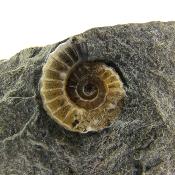Promicroceras Ammonites on Matrix Specimen.   SP16244