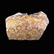 Polished Face Stromatolites Fossil Specimen.   SP17503POL