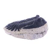 Trilobite Fossil On Matrix Specimen.   SP17795