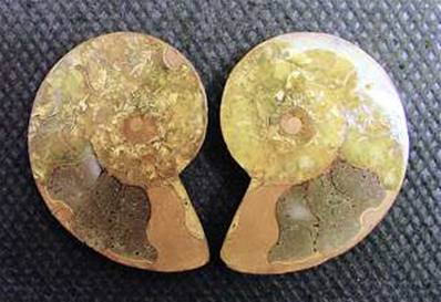 AMMONITE POLISHED FACE PAIR (MADAGASCAR). SP4105POL