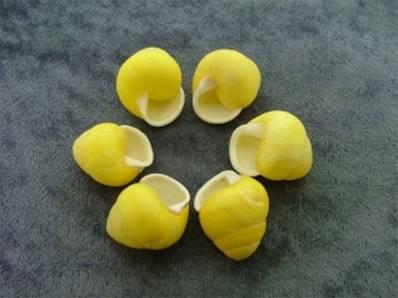 HELICOSTA ANULATA SHELLS. SP8446SHL