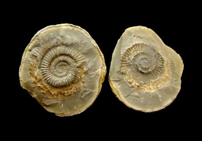 DACTYLOCERAS AMMONITE FOSSIL IN MATRIX WITH NEGATIVE.   SP13111