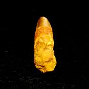 SPINOSAURUS TOOTH FOSSIL (LIGHTLY RESTORED).   SP14260