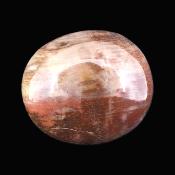 Petrified Wood Polished Pebble/ Palm Stone.   SP17367POL