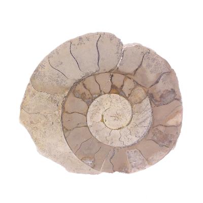 Illminster Ammonite - Harpoceras.   SP17652POL
