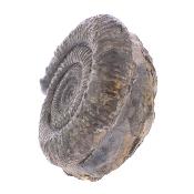 Pyritised Dactyloceras Ammonite Fossil In Matrix.   SP17797