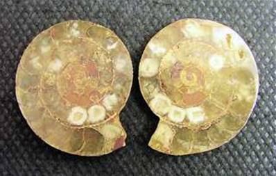 AMMONITE POLISHED FACE PAIR (MADAGASCAR). SP4106POL