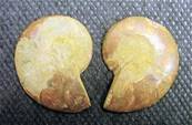 AMMONITE POLISHED FACE PAIR (MADAGASCAR). SP4109POL