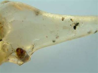 MADAGASCAN COPAL (YOUNG AMBER) SPECIMEN. SP451