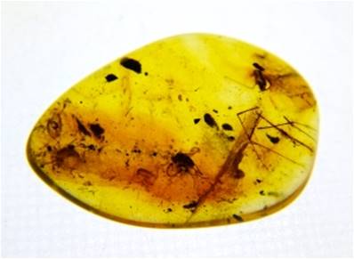 POLISHED BALTIC AMBER SPECIMEN. SP8614POL