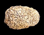 BLACK TOURMALINE CRYSTAL FORMATIONS IN MICA SHIST MATRIX.   SP11182SHLF