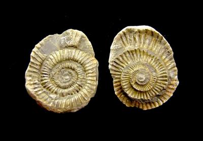 DACTYLOCERAS AMMONITE FOSSIL IN MATRIX WITH NEGATIVE.   SP13110