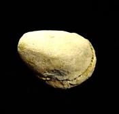 DACTYLOCERAS AMMONITE FOSSIL IN MATRIX WITH NEGATIVE.   SP13110