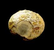 DACTYLOCERAS AMMONITE FOSSIL IN MATRIX WITH NEGATIVE.   SP13111