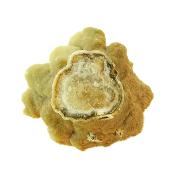 Aragonite (Cave Calcite) Raw Crystal Specimen.   SP15797