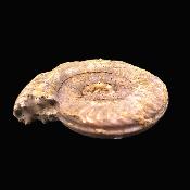 Fossil Ammonite Specimen.   SP17232