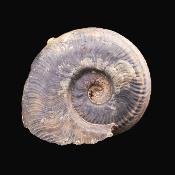 Fossil Ammonite Specimen.   SP17235