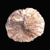 Olmiite Raw Crystal Specimen.   SP17456