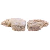 Illminster Ammonite Pair - Harpoceras.   SP17653POL