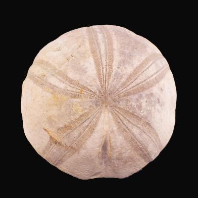 Sea Urchin Fossil - Clypeus Pioti.   SP17841