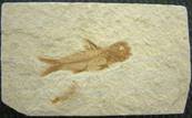 FOSSIL FISH SPECIES - AMPHIPLAGA BRACHYPTERA. SP3165