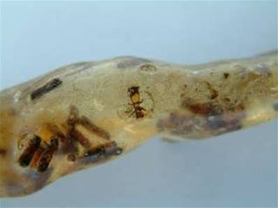 MADAGASCAN COPAL (YOUNG AMBER) SPECIMEN. SP442