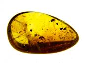 POLISHED BALTIC AMBER SPECIMEN. SP8614POL