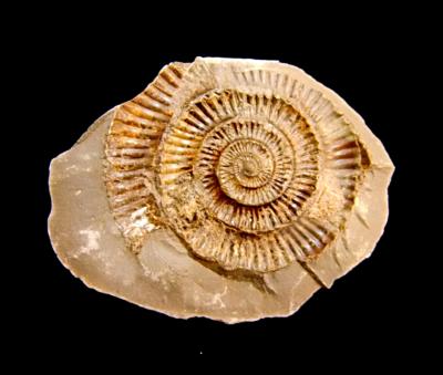 DACTYLIOCERAS AMMONITE FOSSIL IMPRESSIONS ON MATRIX.   SP10863WH