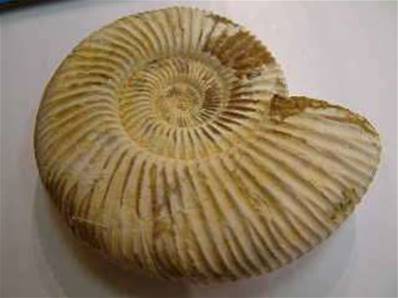 PERISPHINCTUS AMMONITE