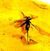 POLISHED AMBER SPECIMEN WITH INSECT INCLUSIONS.   SP11290POL