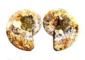 AMMONITE POLISHED FACE PAIR.   SP11723SHLF