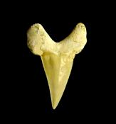 OTODUS FOSSIL SHARK TOOTH SPECIMEN.   SP12666