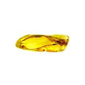 BALTIC AMBER POLISHED SPECIMEN.   SP13808POL
