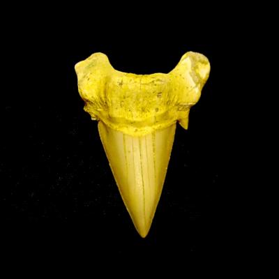 OTODUS SHARK TOOTH FOSSIL SPECIMEN.   SP14256