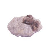 Staurolite Cross (Fairy Stone) Raw crystal Specimen.   SP14983