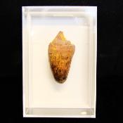 Fossils Crocodile Tooth Specimen.   SP15822