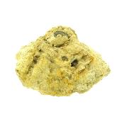 Fossil Ammonite Group On Matrix Specimen.   SP15910