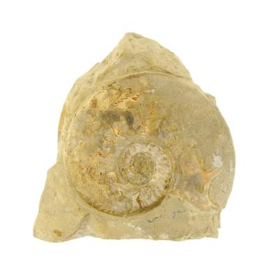 Pair of Fossil Ammonites in Matrix specimen with flat cut base to stand.   SP16248SLF