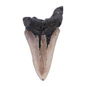 Megalodon Tooth Specimen.   SP17517