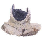 Trilobite Fossil On Matrix Specimen.   SP17791